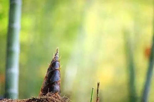 春筍和冬筍哪個好吃 春筍炒肉怎么做好吃 春筍和冬筍哪個好吃 春筍炒肉怎么做好吃