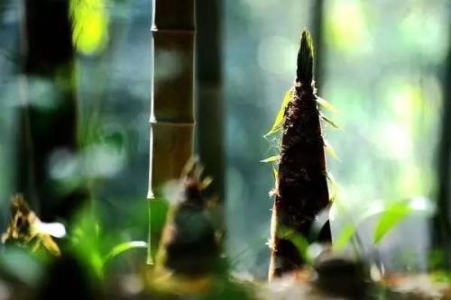 春筍和冬筍哪個好吃 春筍炒肉怎么做好吃 春筍和冬筍哪個好吃 春筍炒肉怎么做好吃