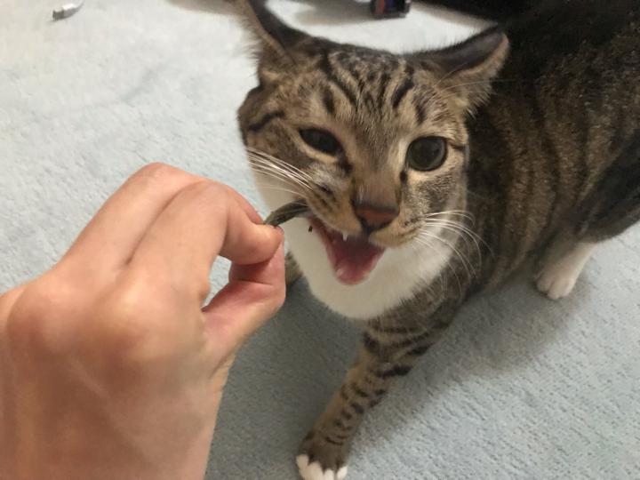 omega plus小魚干貓零食是哪個(gè)國(guó)家的 omega plus小魚干貓零食怎么吃 omega plus小魚干貓零食是哪個(gè)國(guó)家的 omega plus小魚干貓零食怎么吃