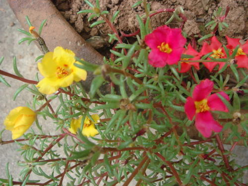 午時(shí)花是什么 午時(shí)花有哪些藥用價(jià)值 午時(shí)花是什么 午時(shí)花有哪些藥用價(jià)值