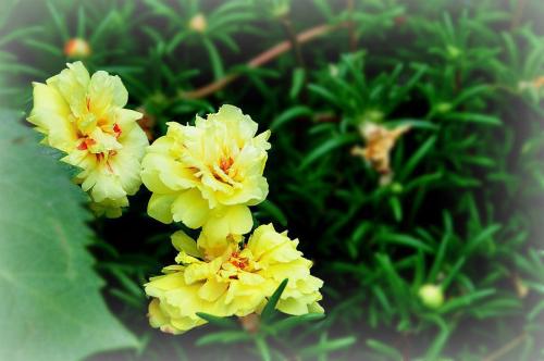 午時(shí)花是什么 午時(shí)花有哪些藥用價(jià)值 午時(shí)花是什么 午時(shí)花有哪些藥用價(jià)值