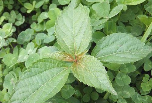 鐵莧是什么 鐵莧的藥用價值 鐵莧是什么 鐵莧的藥用價值