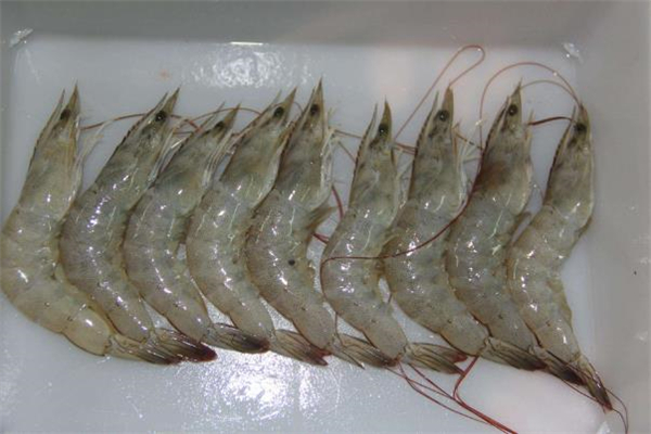 青蝦泡酒可以壯陽嗎 大青蝦泡酒的功效與作用 青蝦泡酒可以壯陽嗎 大青蝦泡酒的功效與作用