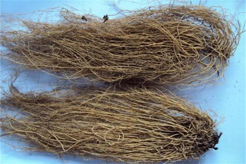 細(xì)辛在臨床上的治療作用 細(xì)辛有毒嗎 細(xì)辛在臨床上的治療作用 細(xì)辛有毒嗎