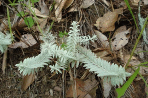鹿茸草是什么 中藥鹿茸草的功效 鹿茸草是什么 中藥鹿茸草的功效