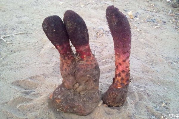 肉蓯蓉吃了會拉肚子嗎 肉蓯蓉應(yīng)該怎么吃 肉蓯蓉吃了會拉肚子嗎 肉蓯蓉應(yīng)該怎么吃