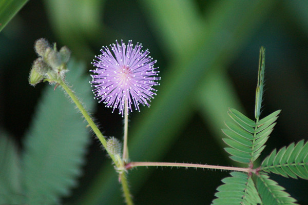 含羞草怎么養(yǎng) 養(yǎng)含羞草的方法 含羞草怎么養(yǎng) 養(yǎng)含羞草的方法