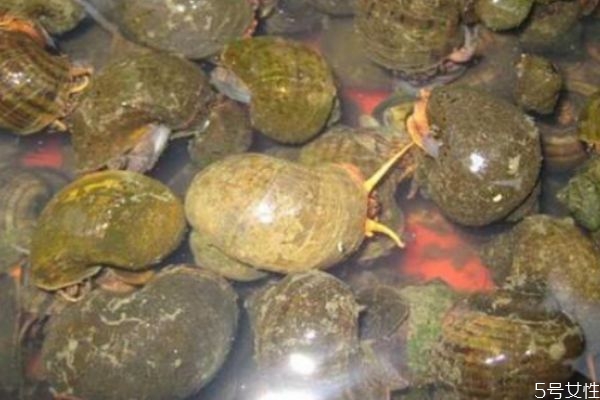 田螺應(yīng)該怎么清洗 清洗田螺的方法 田螺應(yīng)該怎么清洗 清洗田螺的方法