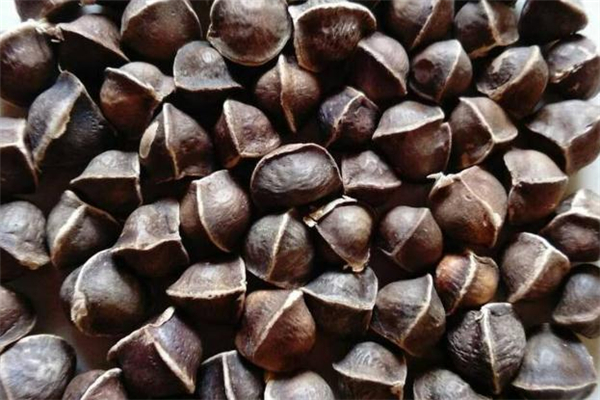 辣木籽什么時候吃最好 辣木籽晚上吃好不好 辣木籽什么時候吃最好 辣木籽晚上吃好不好