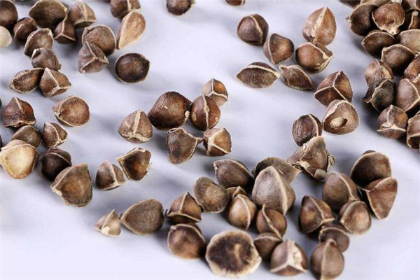 辣木籽每天吃幾粒合適 辣木籽每天吃30顆可以嗎 辣木籽每天吃幾粒合適 辣木籽每天吃30顆可以嗎