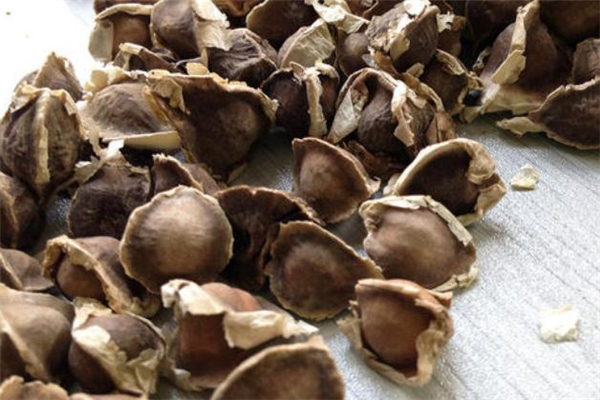 辣木籽每天吃幾粒合適 辣木籽每天吃30顆可以嗎 辣木籽每天吃幾粒合適 辣木籽每天吃30顆可以嗎