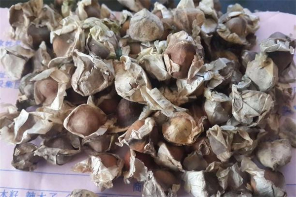 辣木籽可以長期吃嗎 辣木籽可以吞服嗎 辣木籽可以長期吃嗎 辣木籽可以吞服嗎