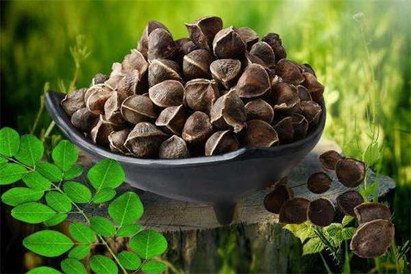 辣木籽孕婦可以吃嗎 辣木籽經(jīng)期能吃嗎 辣木籽孕婦可以吃嗎 辣木籽經(jīng)期能吃嗎