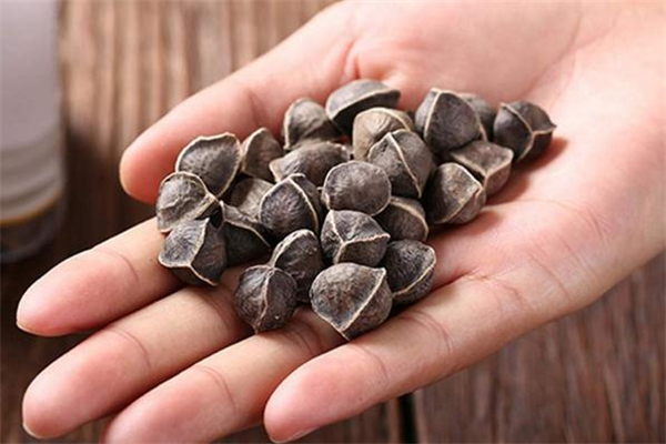 辣木籽中毒怎么辦 辣木籽吃多了怎么辦 辣木籽中毒怎么辦 辣木籽吃多了怎么辦