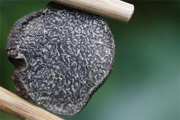 黑松露泡酒需要切開嗎 黑松露泡酒多久可以喝 黑松露泡酒需要切開嗎 黑松露泡酒多久可以喝