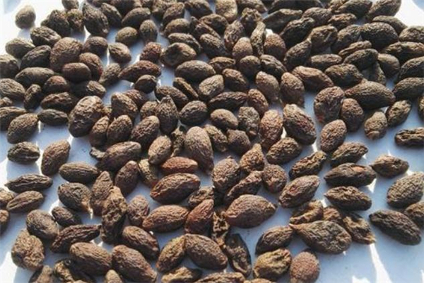 胖大?？梢蕴焯旌葐?胖大海隔夜還能喝嗎