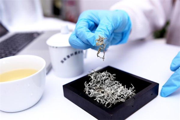 莓茶如何保存 莓茶是怎么制作的 莓茶如何保存 莓茶是怎么制作的