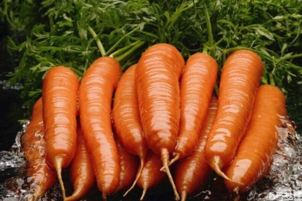 胡蘿卜和西紅柿能一起吃嗎 胡蘿卜和西紅柿一起吃會怎樣 胡蘿卜和西紅柿能一起吃嗎 胡蘿卜和西紅柿一起吃會怎樣