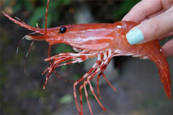 牡丹蝦的熱量高嗎 牡丹蝦吃了會胖嗎 牡丹蝦的熱量高嗎 牡丹蝦吃了會胖嗎