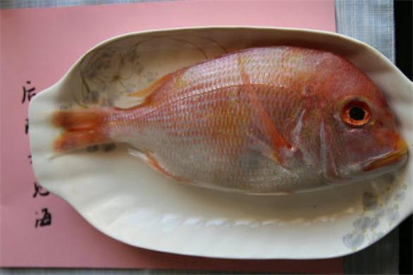 加吉魚(yú)是什么魚(yú) 加吉魚(yú)是野生還是養(yǎng)殖