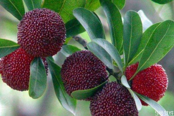 怎么挑選楊梅 挑選楊梅的方法 怎么挑選楊梅 挑選楊梅的方法