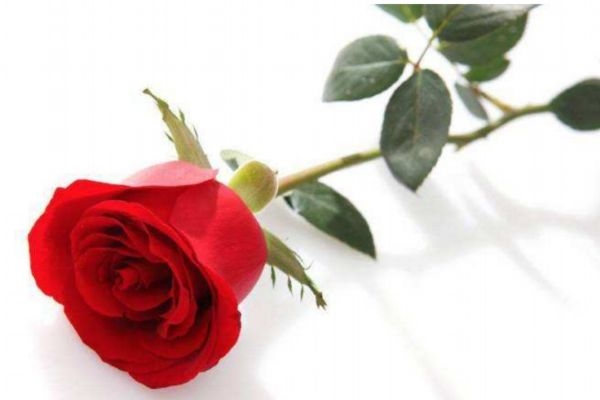 表白可以送什么花 什么花適合表白送