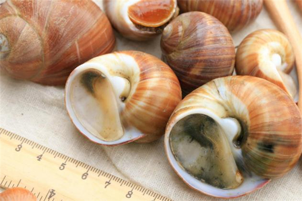 香螺尾部能吃嗎 香螺尾部是黃嗎 香螺尾部能吃嗎 香螺尾部是黃嗎
