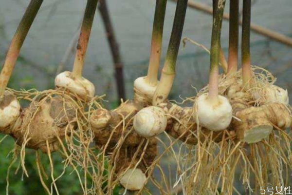 黃精可以怎么吃 黃精怎么吃效果好 黃精可以怎么吃 黃精怎么吃效果好