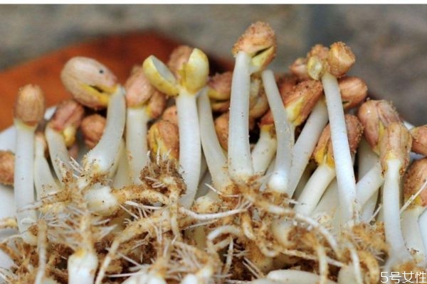 花生芽不熟可以吃嗎 花生芽不熟有毒嗎 花生芽不熟可以吃嗎 花生芽不熟有毒嗎