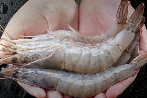 白蝦不能和什么一起吃 白蝦什么人不能吃 白蝦不能和什么一起吃 白蝦什么人不能吃