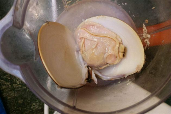 海蚌的做法 海蚌怎么做好吃 海蚌的做法 海蚌怎么做好吃