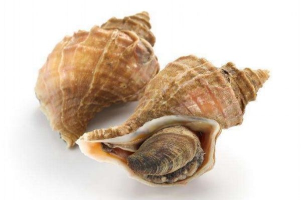 海螺應(yīng)該怎么清洗 清洗海螺的方法有什么 海螺應(yīng)該怎么清洗 清洗海螺的方法有什么