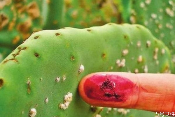 口紅是用蟲(chóng)子做的嗎 口紅的材料是蟲(chóng)子嗎