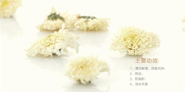 貢菊花月經(jīng)期能喝嗎 貢菊花能天天喝嗎 貢菊花月經(jīng)期能喝嗎 貢菊花能天天喝嗎