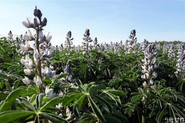 為什么女生不喜歡鳳凰男 嫁給鳳凰男的女生有這幾個(gè)特征 為什么女生不喜歡鳳凰男 嫁給鳳凰男的女生有這幾個(gè)特征