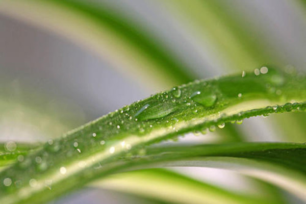 養(yǎng)金心吊蘭的好處 金心吊蘭多久澆一次水 養(yǎng)金心吊蘭的好處 金心吊蘭多久澆一次水