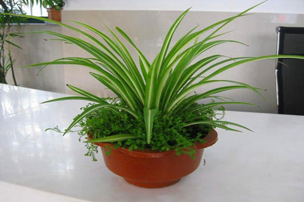 養(yǎng)金心吊蘭的好處 金心吊蘭多久澆一次水 養(yǎng)金心吊蘭的好處 金心吊蘭多久澆一次水