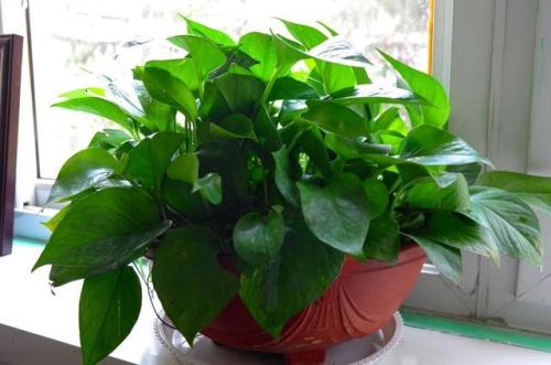 綠蘿葉子為什么會發(fā)黃 綠蘿葉子發(fā)黃的原因 綠蘿葉子為什么會發(fā)黃 綠蘿葉子發(fā)黃的原因