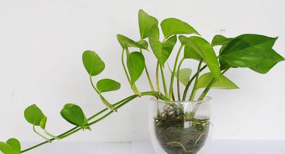 綠蘿葉子為什么會發(fā)黃 綠蘿葉子發(fā)黃的原因 綠蘿葉子為什么會發(fā)黃 綠蘿葉子發(fā)黃的原因