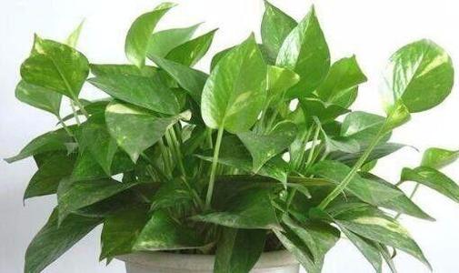 綠蘿多久澆一次水 綠蘿的施肥方法 綠蘿多久澆一次水 綠蘿的施肥方法