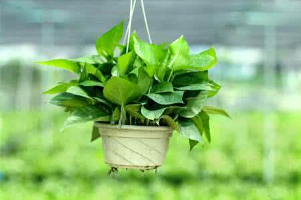 綠蘿適合什么肥料 綠蘿病蟲害如何防止 綠蘿適合什么肥料 綠蘿病蟲害如何防止