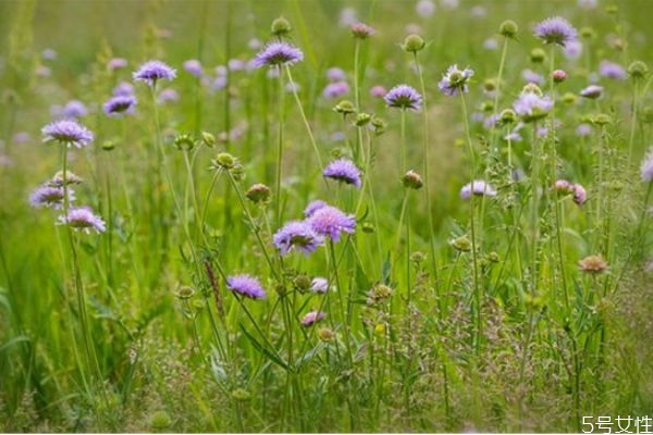 二婚女人相親應(yīng)該問(wèn)些什么 離異男女相親正確發(fā)展步驟