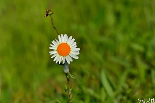 二婚女人相親應(yīng)該問(wèn)些什么 離異男女相親正確發(fā)展步驟