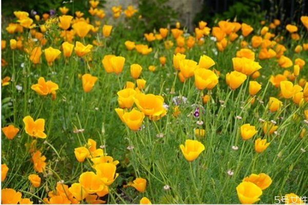 二婚女人相親應(yīng)該問(wèn)些什么 離異男女相親正確發(fā)展步驟