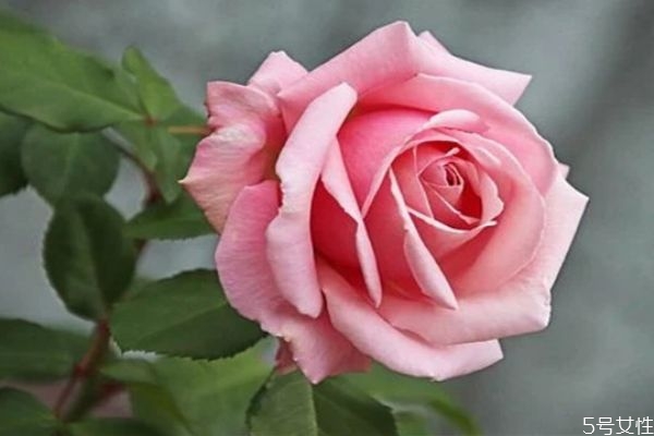 兩個(gè)孩子老公出軌還會(huì)回來嗎 男人出軌心還會(huì)回來嗎