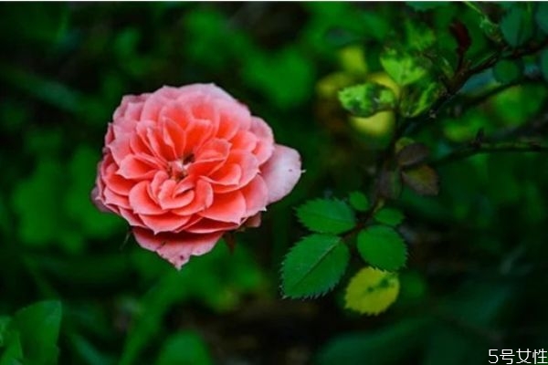 中年男人出軌的下場 婚前出軌與婚后出軌有什么區(qū)別 中年男人出軌的下場 婚前出軌與婚后出軌有什么區(qū)別