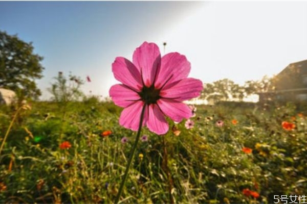 再婚的離婚率高嗎 再婚家庭注意事項(xiàng) 再婚的離婚率高嗎 再婚家庭注意事項(xiàng)