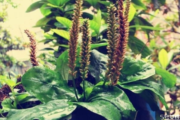 車前草要煮幾棵 根要不要煮里面 車前草要煮幾棵 根要不要煮里面