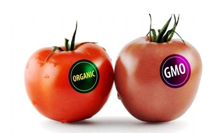 常見的轉(zhuǎn)基因食物有哪些 被誤認為轉(zhuǎn)基因的食物盤點