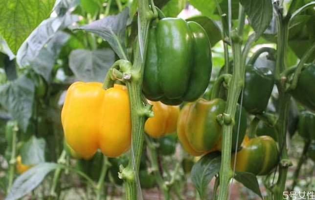 常見的轉(zhuǎn)基因食物有哪些 被誤認為轉(zhuǎn)基因的食物盤點